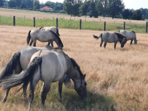 Stajnia Bukwica, Narewka